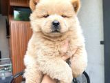 Mor Di̇lli̇ Safkan Chow Chow Bebekler Tesli̇me Hazir