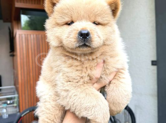 Mor Di̇lli̇ Safkan Chow Chow Bebekler Tesli̇me Hazir görsel