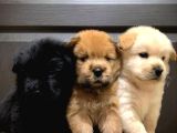 Mor Di̇lli̇ Safkan Chow Chow Bebekler Tesli̇me Hazir