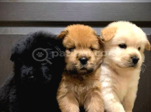 Mor Di̇lli̇ Safkan Chow Chow Bebekler Tesli̇me Hazir