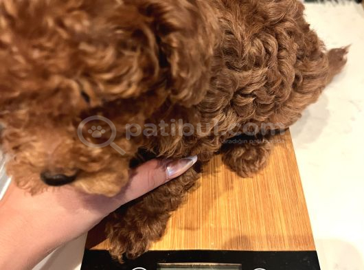 Erkek toy poodle