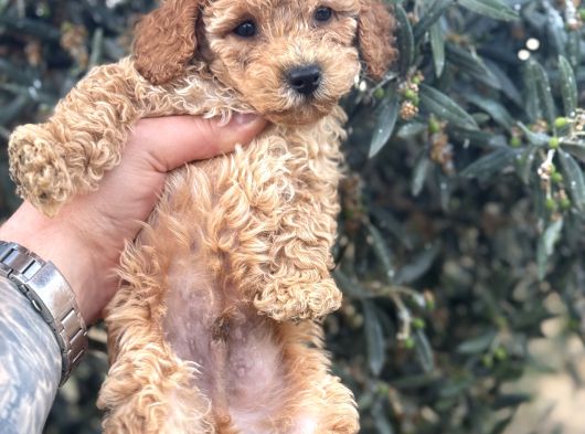 Kali̇teli̇ Poodle Yavrularimiz Hazir görsel