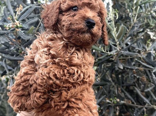 Kali̇teli̇ Poodle Yavrularimiz Hazir görsel