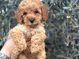 KALİTELİ POODLE YAVRULARIMIZ HAZIR