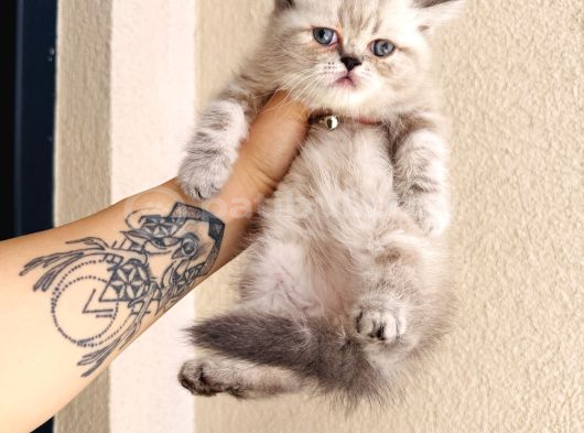 Exotic Shorthair Dişi Erkek Bebekler görsel