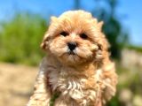 Orjinal Maltipoo Bebekler