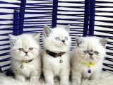 Exotic Shorthair Dişi Erkek Bebekler