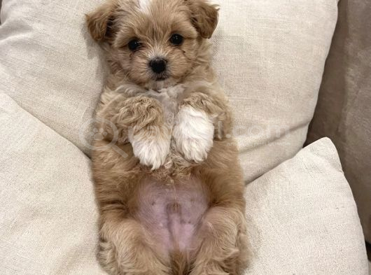 Tea Cup Maltipoo görsel
