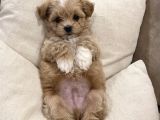 Tea Cup Maltipoo Adana