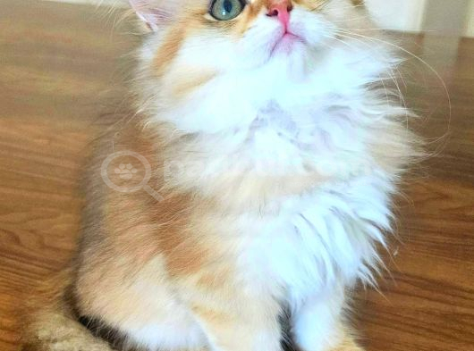 Üst Sekment Bal Golden British Longhair görsel