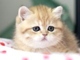 Golden British Shorthair Dişi Bebek Bal Kız