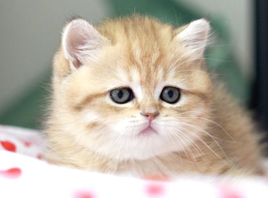 Golden British Shorthair Dişi Bebek Bal Kız görsel
