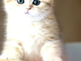 Golden British Shorthair Dişi Bebek Bal Kız