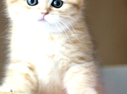 Golden British Shorthair Dişi Bebek Bal Kız görsel