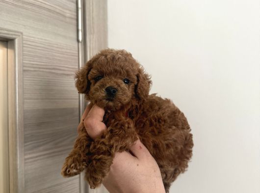 Dişi Ve Erkek Kore-Korekan Toy Poodle Yavrularım görsel
