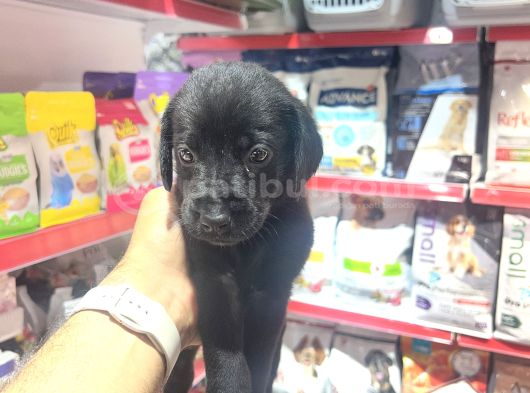 Sahiplendirme Labrador Yavru görsel