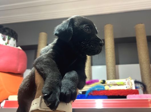 Sahiplendirme Labrador Yavru görsel