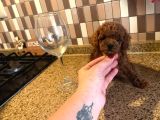 Dişi Ve Erkek Kore-Korekan Toy Poodle Yavrularım