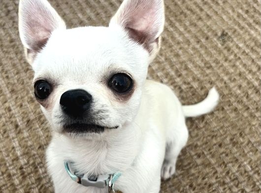 10 Aylık Chihuahua -Romeo- Tea Cup görsel