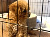 Toy Poodle Dişi Yavru Tokat