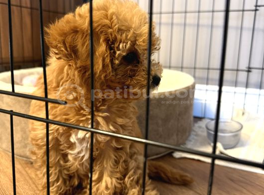Toy Poodle Dişi Yavru Tokat görsel
