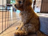 Toy Poodle Dişi Yavru Tokat