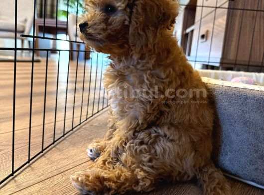 Toy Poodle Dişi Yavru Tokat görsel