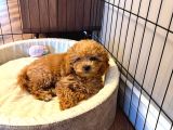 Toy Poodle Dişi Yavru Tokat