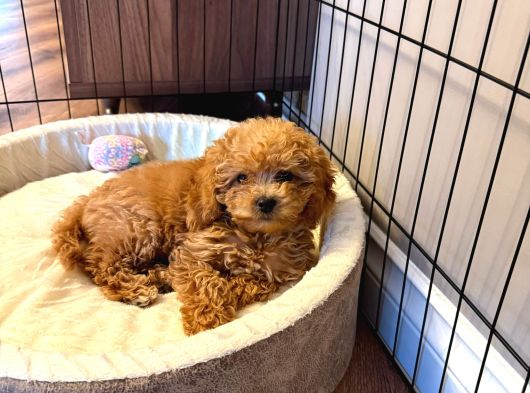 Toy Poodle Dişi Yavru Tokat