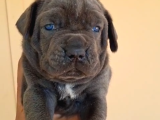 Dev Gibi A Kalite Blue Cane Corsa