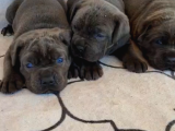 Dev Gibi A Kalite Blue Cane Corsa