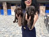 Labrador Yavrularım Sağlık Ve Irk Garan