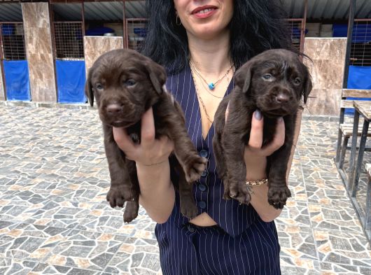 Labrador Yavrularım Sağlık Ve Irk Garan görsel