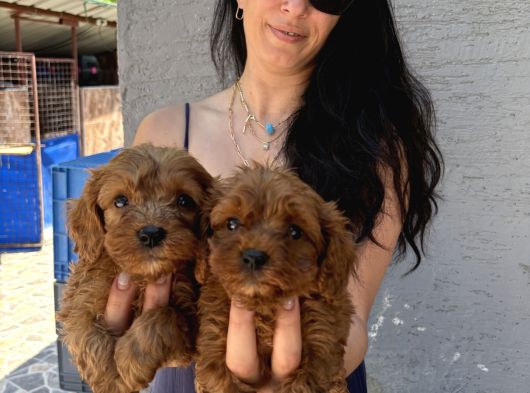 Maltipoo  Yavrularım Sağlık Ve Irk Garantili Bal Çocuklar görsel
