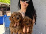 Maltipoo  Yavrularım Sağlık Ve Irk Garantili Bal Çocuklar