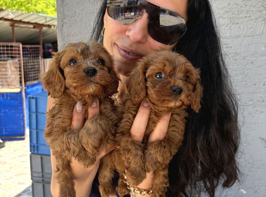 Maltipoo  Yavrularım Sağlık Ve Irk Garantili Bal Çocuklar görsel