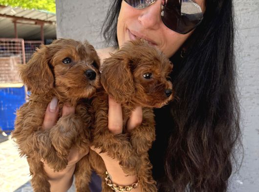 Maltipoo  Yavrularım Sağlık Ve Irk Garantili Bal Çocuklar görsel