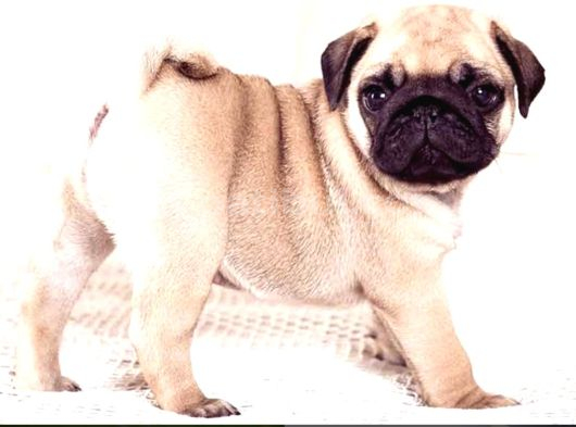 Sağlık Garantili Safkan Pug Mops Mops Yavruları görsel