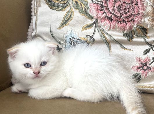 Dişi Pamuk Gibi  Scotish Fold görsel
