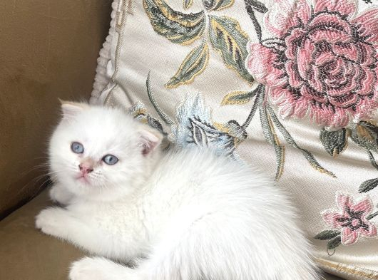 Dişi Pamuk Gibi  Scotish Fold görsel