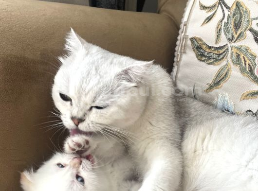 Dişi Pamuk Gibi  Scotish Fold görsel