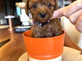 Red Brown Toy Poodle Yavrular Yeni Yuvalarını Bekliyor