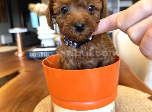 Red Brown Toy Poodle Yavrular Yeni Yuvalarını Bekliyor görsel