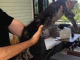 Wcf Üyesi Granddesign Catteryden Blacksmoke Maine Coon Yavru