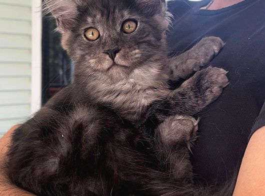 Wcf Üyesi Granddesign Catteryden Blacksmoke Maine Coon Yavru görsel