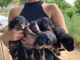 Efsane Doberman Yavrularım Sağlık Ve Irk Garantililer