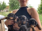 Efsane Doberman Yavrularım Sağlık Ve Irk Garantililer