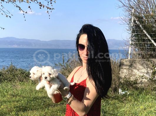 Maltese Yavrularım Sağlık Ve Irk Gara görsel
