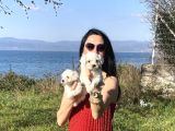 Maltese Yavrularım Sağlık Ve Irk Gara