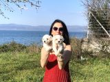 Maltese Yavrularım Sağlık Ve Irk Gara